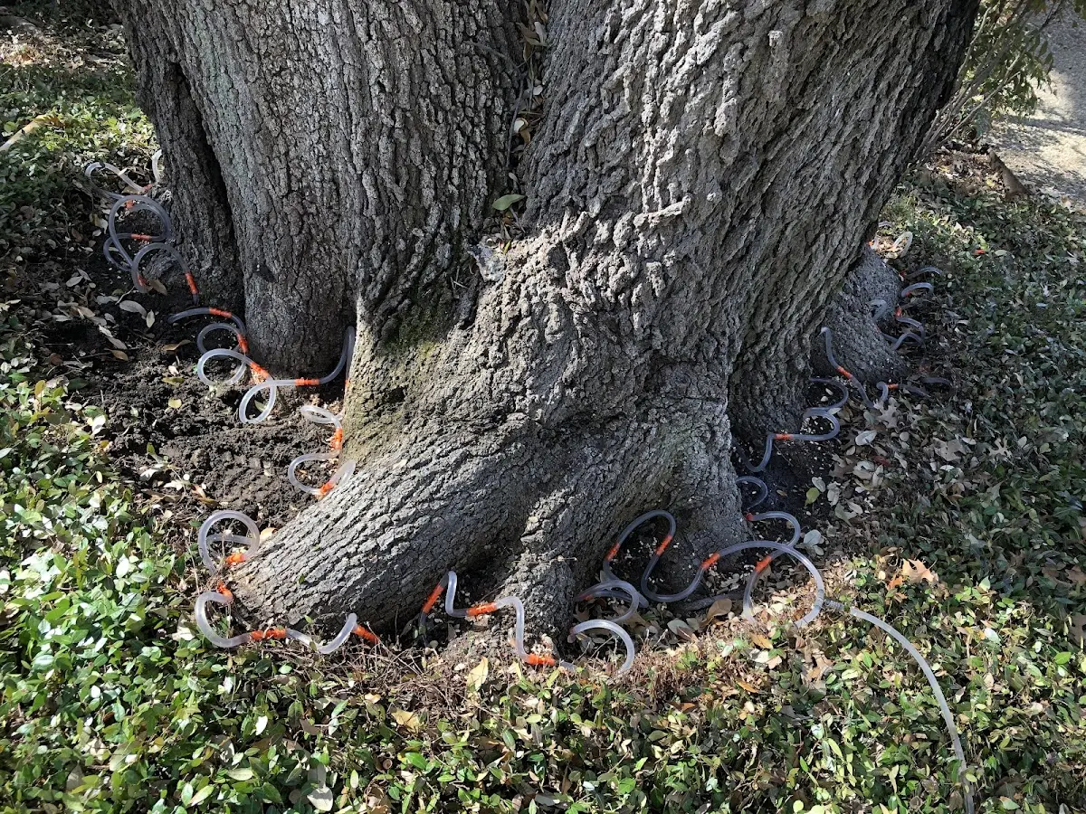 Detailed Tree Cabling and Bracing job site in Boys Ranch