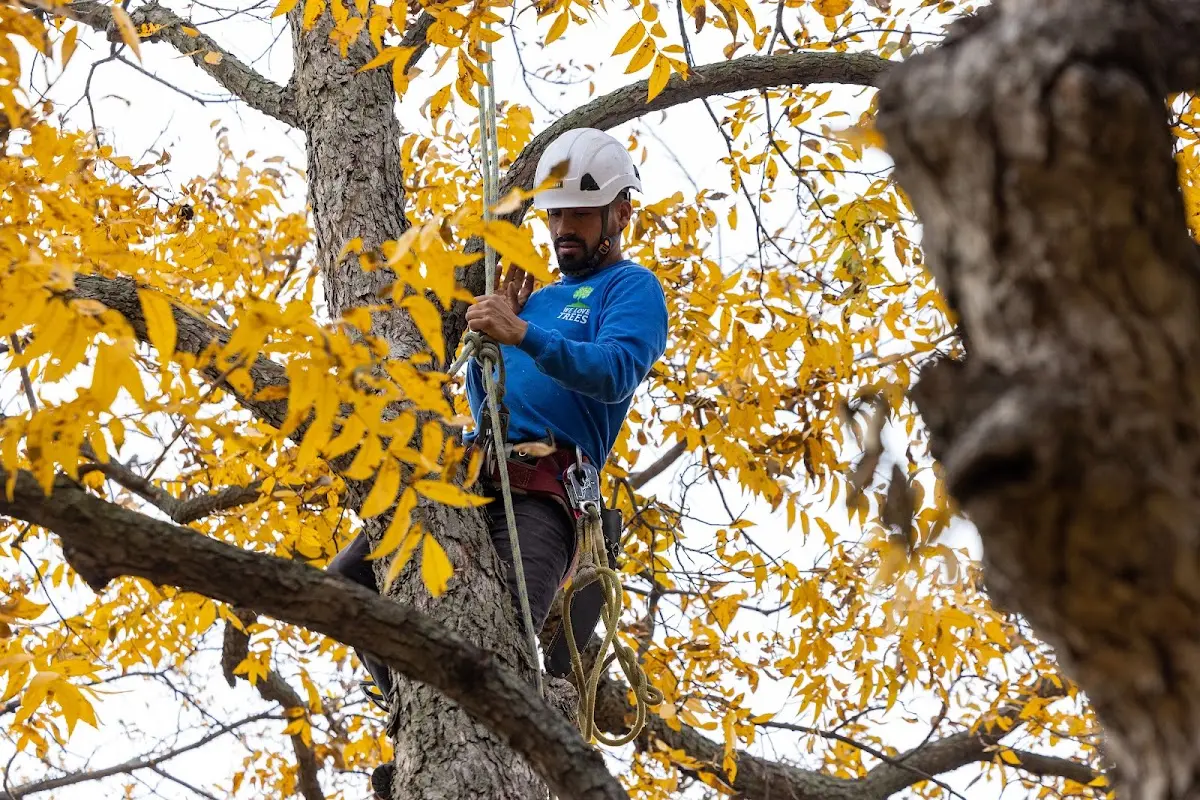 Skilled Storm Damage Cleanup crew working in Boys Ranch